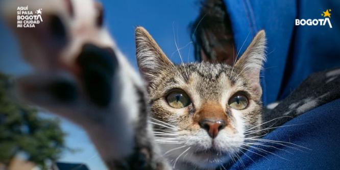 Foto Jornada de Bienestar Animal en la Localidad de Los Mártires.