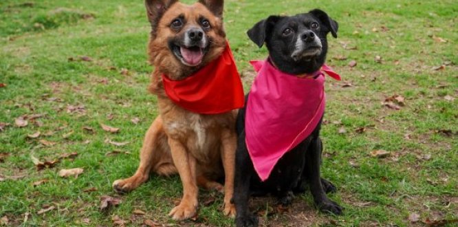 Vuelven las jornadas presenciales de adopción de animales de compañía del Distrito