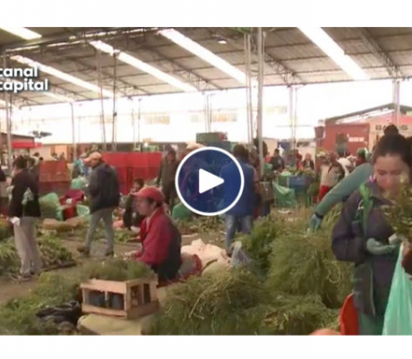 Alcaldía celebra el “Festivarte” en la Plaza de las Hierbas