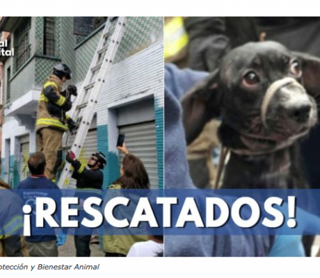 En allanamiento policial rescatan perritos abandonados
